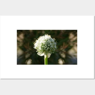 White Onion Flower by Avril Thomas Posters and Art